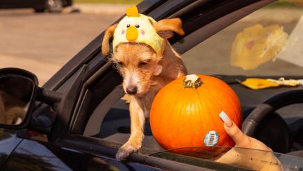 Dog in costume receiving pumpkin