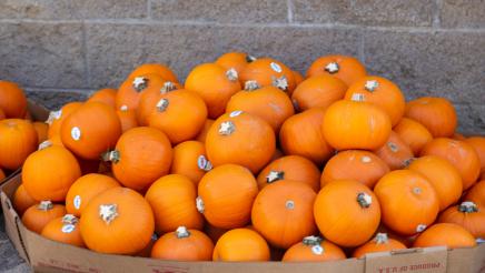 Pumpkins to be distributed